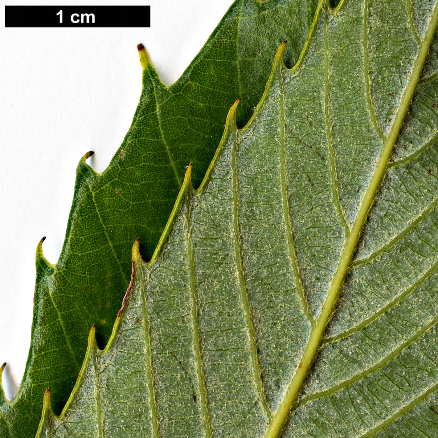 High resolution image: Family: Fagaceae - Genus: Quercus - Taxon: chrysocalyx 